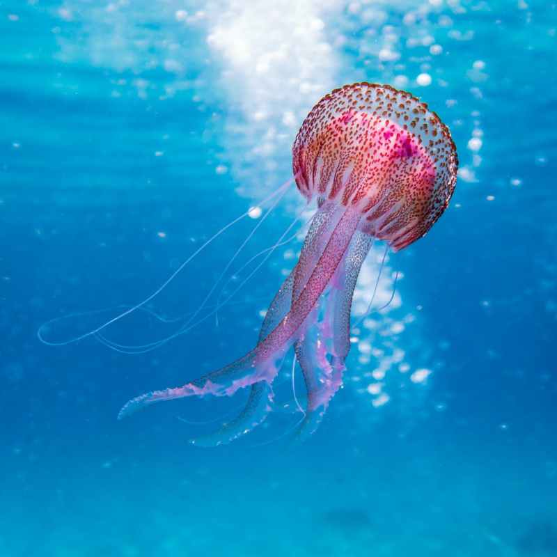 Jellyfish your way through (yoga) life